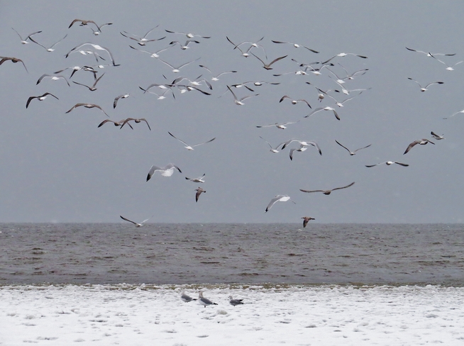 Gulls flying with the snow. North Bay, ON