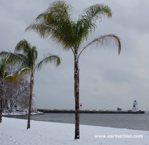 Port Dover White Sand and Palm Trees Port Dover, ON