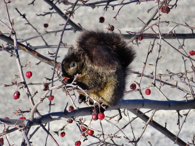 Frozen crab apples for breakfast? North Bay, ON