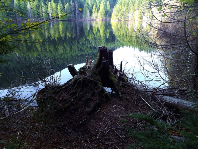 Roots but not the store Buntzen Lake Recreation Area, Anmore, BC