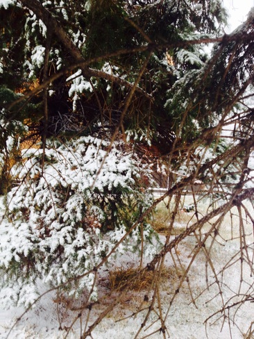 snowy boughs Twin Brooks, Alberta Canada