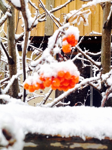 snowberries are back Twin Brooks, Alberta Canada