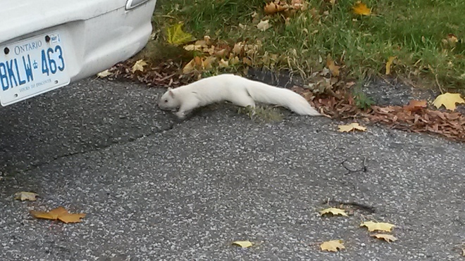 White squirrel Toronto, ON