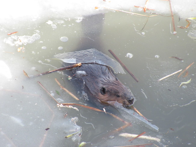 Beaver under the ice Pickering, ON