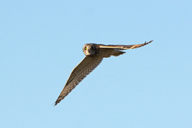 Short-eared Owl Boundary Bay, Delta, BC
