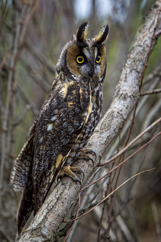Long eared owl Burlington, ON