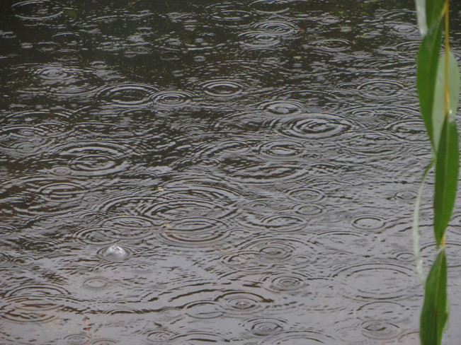 Forecast today Rain Nanaimo, BC
