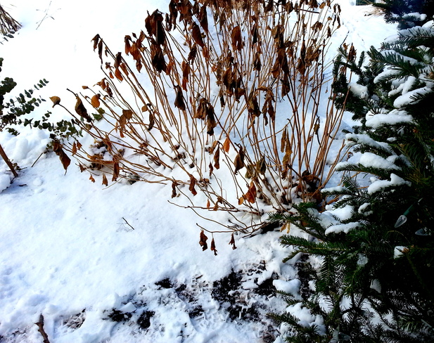 Encore plus de neige.... Jeanne d'Arc Garden, Québec, QC