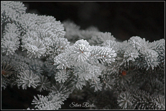 Frosted beauty. calgary ab