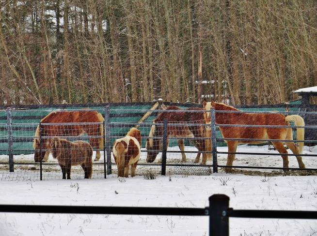 Horses enjoying the snow. North Bay, ON