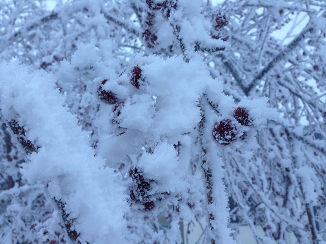 amazing frost Hussar, Alberta Canada