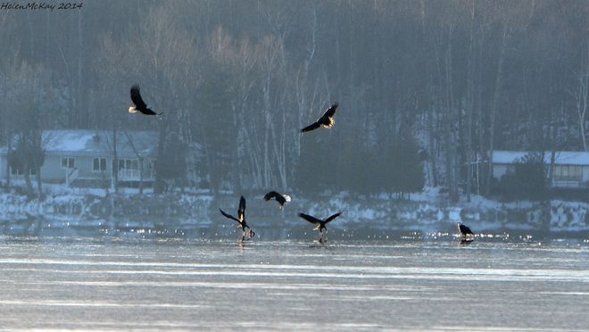 8 flying bald eagles. Westport, ON