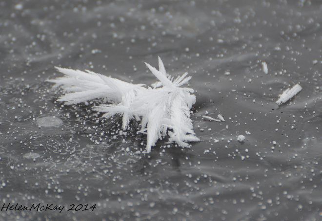 Snowflake on the ice Smiths Falls, ON