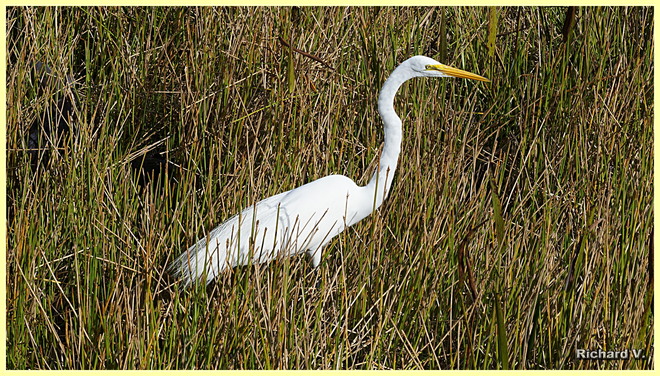 Grande Ã‰grette Green Cay Nature Center & Wetlands, Hagen Ranch Road, Boynton Beach, Floride, États-Unis