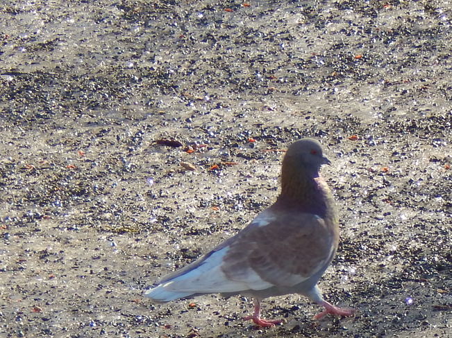 Brown rock Pigeon! Atholville, NB