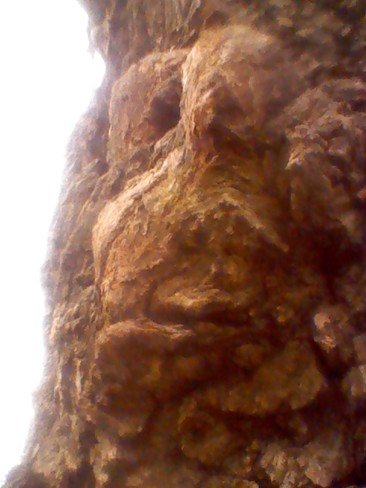 oak tree goblin face Mississauga, ON