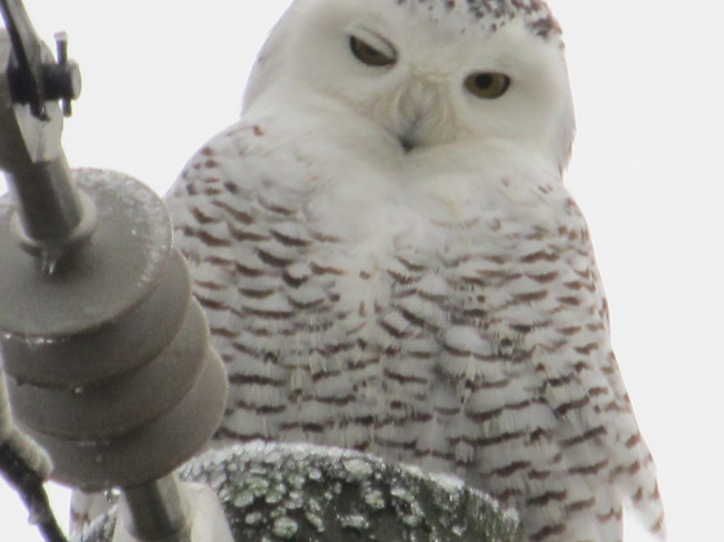 Snowy Owl Dec. 14 2014 Grande Digue N.B. Grande-Digue, NB