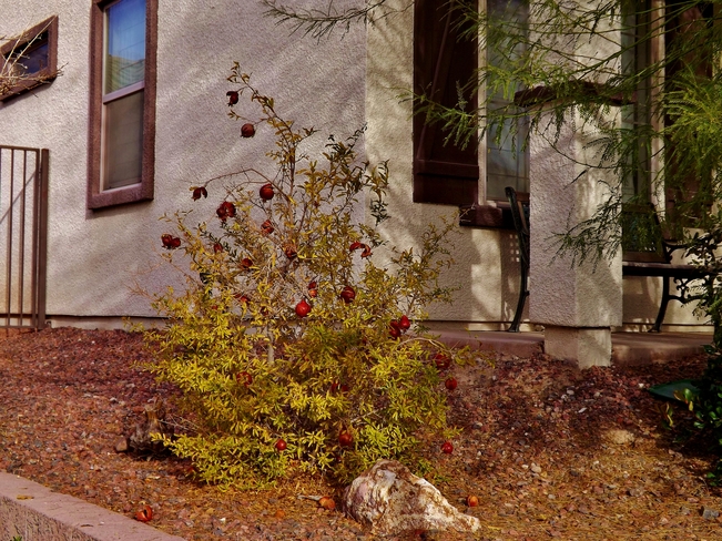 A little Pomagranit tree Henderson, NV, United States