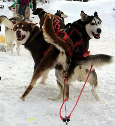 Les chiens de traineau M & T Arseneau dog sledding Chemin Alcida, Beresford, NB E8J, Canada