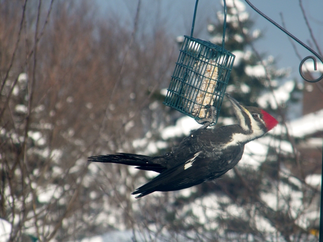 Pileated Woodpecker Owen Sound, ON