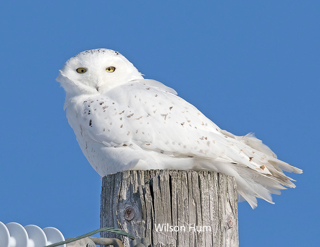 Snowy owl (male) Ottawa, ON