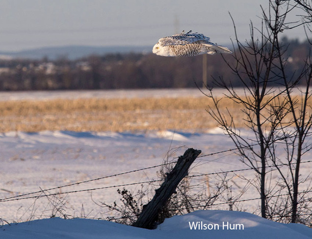 Snowy Owl over cornfield Ottawa, ON