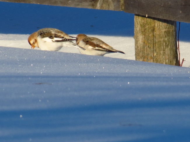 Snow Buntings and Pilated Woodpecker Sault Ste. Marie, ON