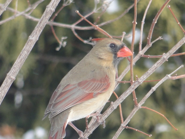 Cardinal femelle Laval, QC