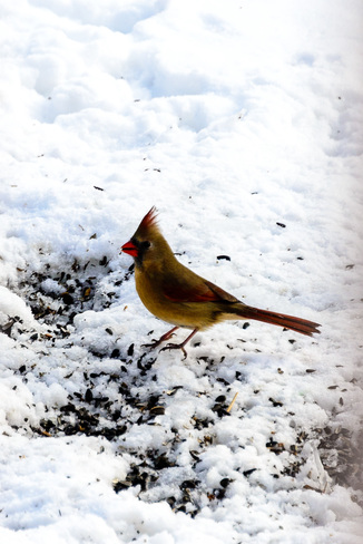 Photos d'oiseaux en hiver Victoriaville, QC