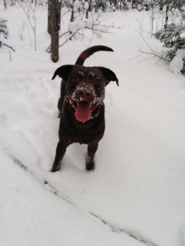 Max loves the snow! North Bay, ON