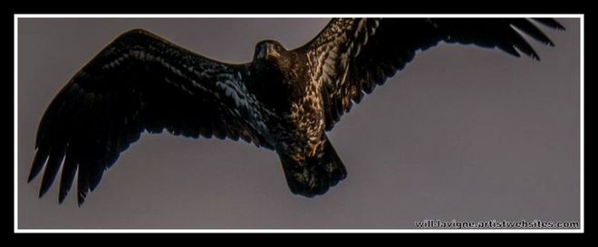 Juvenile Bald Eagle, QI and CRiver from ferry, Bald Eagle and GBH Quadra Island, BC