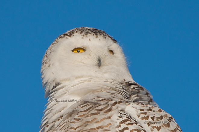 Fluffy Snowy Owl Ottawa, ON