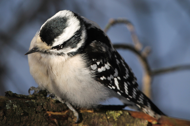 Female Downy Woodpecker Kingston, ON