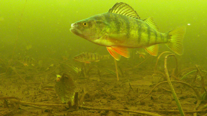 Long Lake Perch Fish Edson, AB