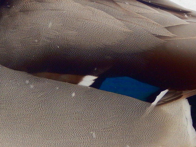 Close up of Duck feathers. Atholville, NB