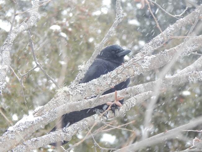 CROW...crow. Atholville, NB