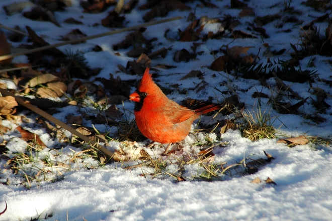Male Cardinal Scarborough, Toronto, ON