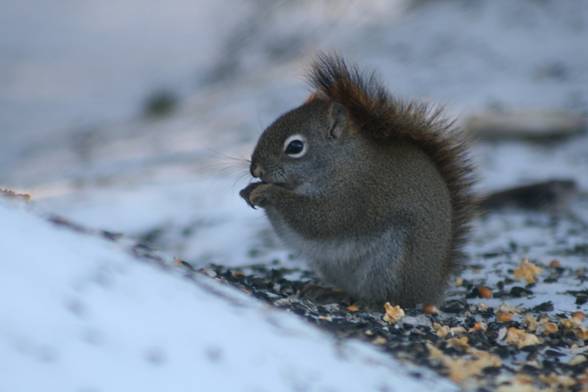 Squirrel Renous, NB