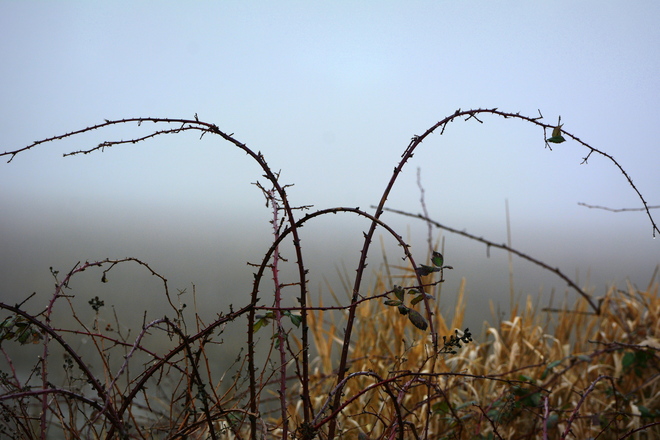 Fog and Thorns Boundary Bay Airport, Delta, BC