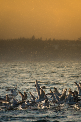 Mustering gulls Saint Andrews, NB