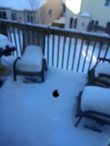 Ladybug? In February? Kanata, Ottawa, ON