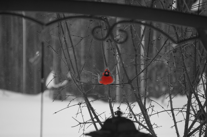 A study on black and red Gatineau, QC