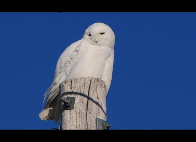 Male Snowy Owl Kitchener-Waterloo, Waterloo Regional Municipality, ON