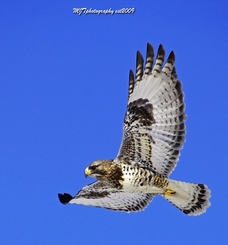 Light morph rough legged hawk by MJT Port Colborne, ON