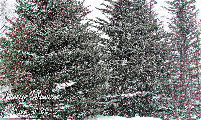"Heavy Snow" Springdale, Newfoundland and Labrador