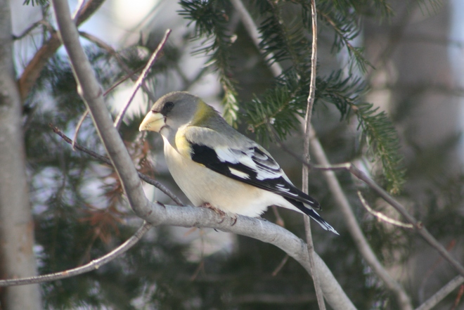 Hungry Evening Grosbecks and Blue Jay Renous, NB