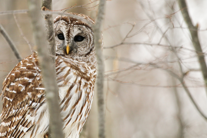 Barred Owl ( Strix varia ) Ontario