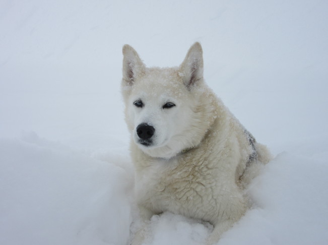 Snow Dog Birchy Bay, NL