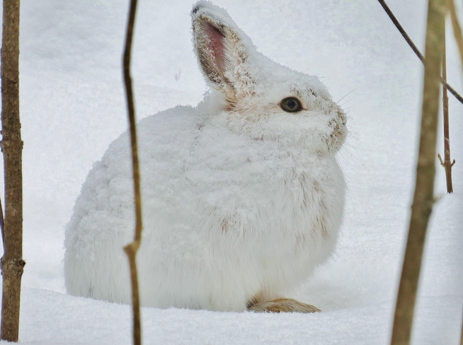 Snowshoe Hare gets covered in snow. North Bay, ON