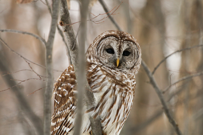 Barred Owl Ontario